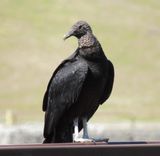 Black Vulture