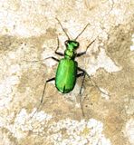 Six-Spotted Tiger Beetle