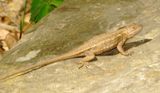 Prairie Lizard
