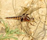 Blue Corporal