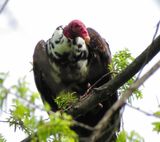 Turkey Vulture