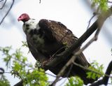 Turkey Vulture