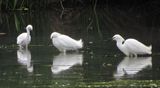 Snowy Egret