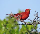 Summer Tanager