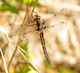 Dot-Winged Baskettail