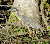 Yellow-Crowned Night Heron