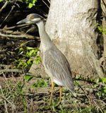 Yellow-Crowned Night Heron