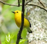 Prothonotary Warbler