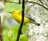 Prothonotary Warbler