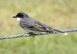 Eastern Kingbird