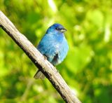 Indigo Bunting