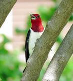 Red-Headed Woodpecker