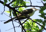 Yellow-Billed Cuckoo