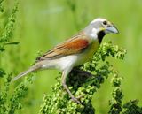 Dickcissel
