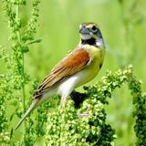 Dickcissel