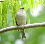 Chipping Sparrow