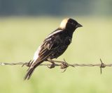 Bobolink