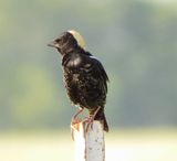 Bobolink