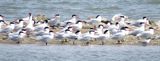 Caspian Tern