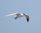Caspian Tern