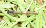 Western Red Damsel