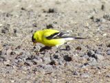 American Goldfinch
