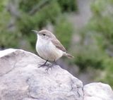 Rock Wren
