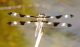 Twelve-Spotted Skimmer