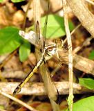 Great Blue Skimmer