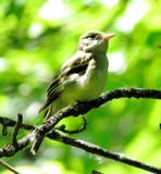 Acadian Flycatcher