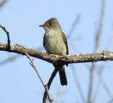 Eastern Wood Pewee