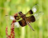 Widow Skimmer