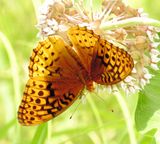 Great Spangled Fritillary