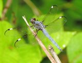 Spangled Skimmer