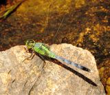 Eastern Pondhawk