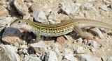 Common Spotted Whiptail