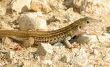 Common Spotted Whiptail