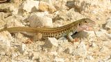 Common Spotted Whiptail
