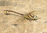 Ozark Clubtail