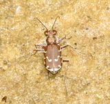 Bronzed Tiger Beetle