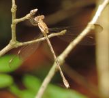Great Spreadwing