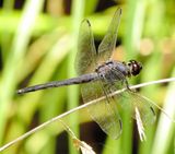 Slaty Skimmer