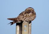 Common Nighthawk