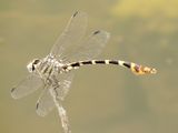 Four-Striped Leaftail