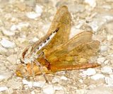 Triorla Interrupta