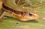 Broad-Headed Skink