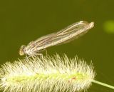 American Rubyspot
