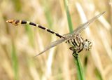 Four-Striped Leaftail