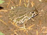 Great Plains Toad