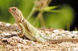 Eastern Collared Lizard